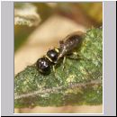 Crossocerus wesmaeli - Grabwespe 02 5mm.jpg